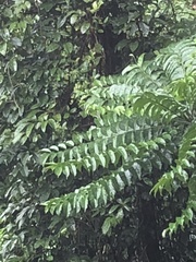 Ailanthus fordii