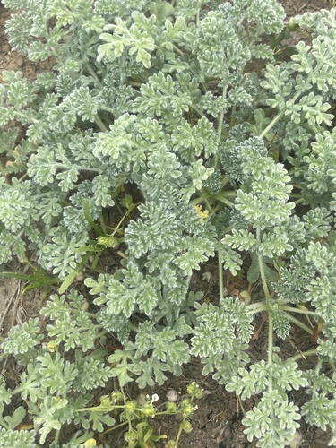 Dwarf bur ragweed (Ambrosia pumila)
