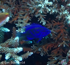 Chrysiptera springeri