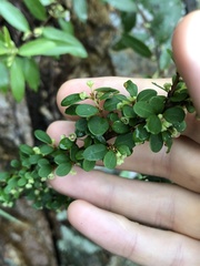 Phyllanthus cochinchinensis