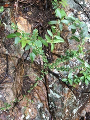 Phyllanthus cochinchinensis