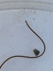 Gordiidae