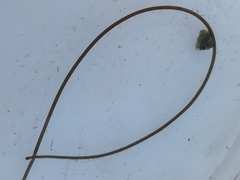 Gordiidae