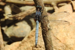 Orthetrum glaucum