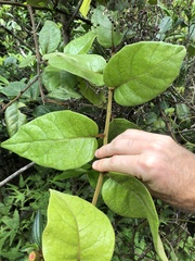 Vernonia solanifolia