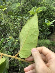 Vernonia solanifolia