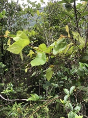 Vernonia solanifolia
