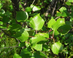 Betula divaricata