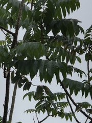 Ailanthus fordii