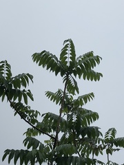 Ailanthus fordii