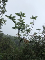 Ailanthus fordii
