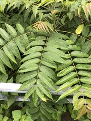 Ailanthus fordii