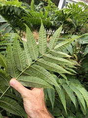 Ailanthus fordii