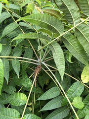 Ailanthus fordii