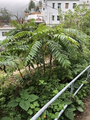 Ailanthus fordii