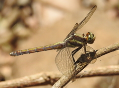Orthetrum glaucum