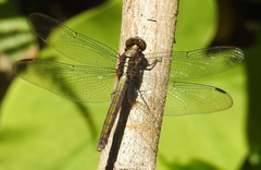 Orthetrum glaucum