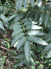Ailanthus fordii
