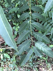 Ailanthus fordii