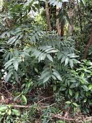 Ailanthus fordii