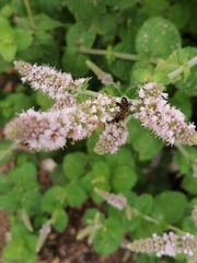 Apis mellifera