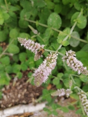 Apis mellifera