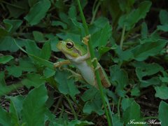 Hyla intermedia perrini