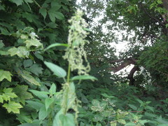 Urtica dioica