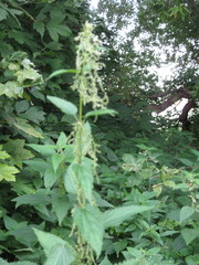 Urtica dioica