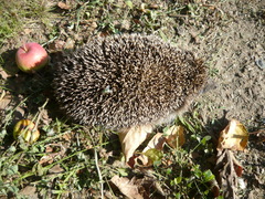 Erinaceus roumanicus