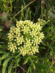 Crithmum maritimum