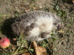 Erinaceus roumanicus