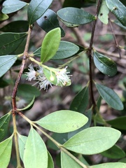 Syzygium impressum