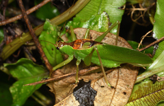 Hexacentrus unicolor