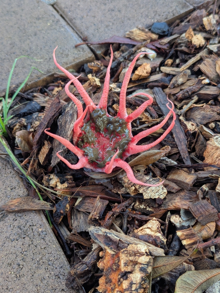Aseroe rubra · May 2025 · photo: © rosiekstein (iNaturalist, cc-by)