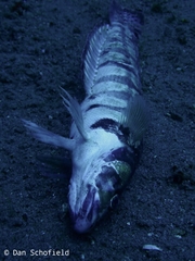 Parapercis tetracantha