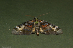 Elvia glaucata
