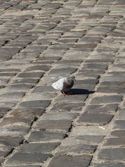 Columba livia domestica