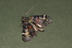 Elvia glaucata