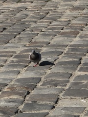 Columba livia domestica