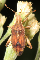 Harmostes fraterculus