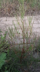Epilobium palustre