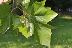 Platanus × hispanica