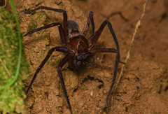 Heteropoda simplex
