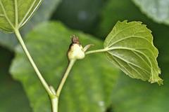 Contarinia tiliarum