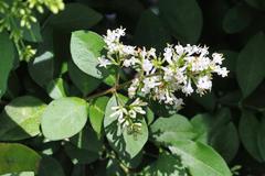Ligustrum ovalifolium