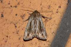 Persectania aversa