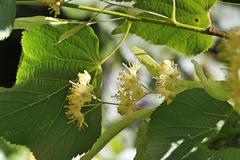 Tilia × europaea