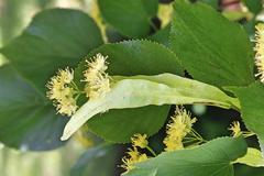 Tilia × europaea
