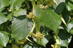 Tilia × europaea